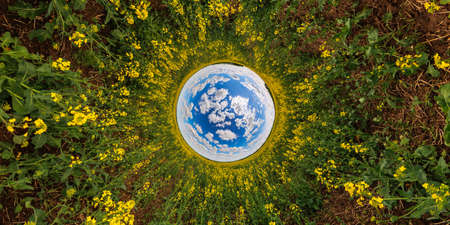 blue sphere reversed little planet view of yellow blossoming rapeseed field, round tunnel view
