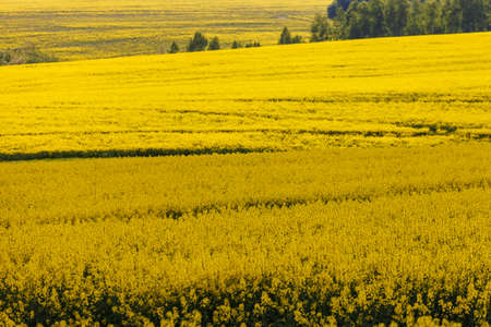 yellow rapseed field at daylight with selective focus