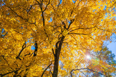 autumn vivid yellow maple tree on blue sky background - full frame upward view from below