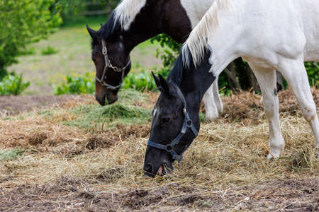 two horses in a paddock eat hay from the ground, at summer day - closeup with selective focus