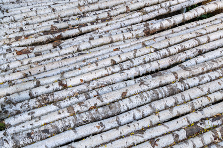 flat fence or floor texture made of young birch tree barlingsの写真素材