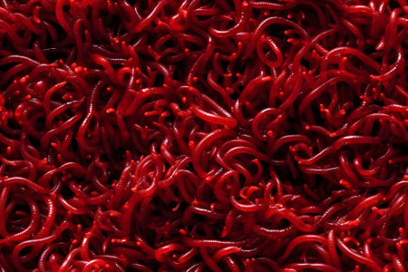 red worms full-frame background and seamless texture, neural network generated imageの素材