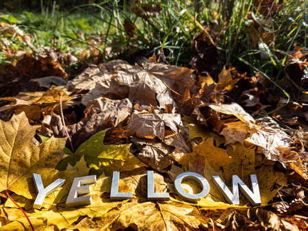 word yellow laid with silver metal letters on fallen maple leaves on autumn forest floor