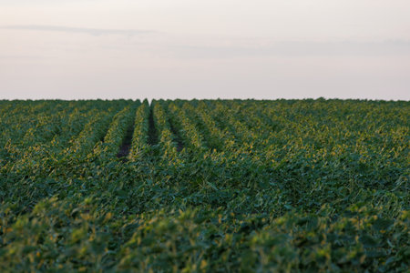 spring sunflower field before blooming.の写真素材
