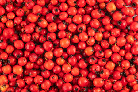 pile of red hawthorn berries full frame background and texture.の写真素材