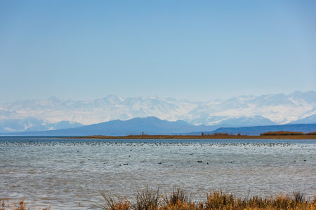a flock of wild ducks swims on the surface of the Issyk-Kul lake with mountains in the background at summer dayの写真素材