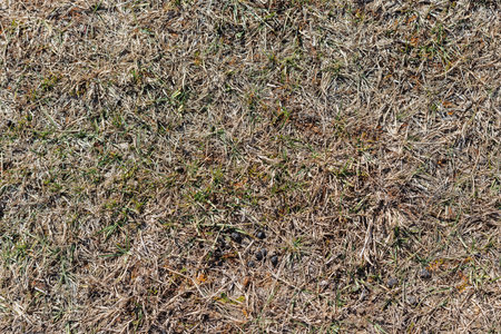 Dry grass with sheep feces at sunny day high angle view full frame background and textureの写真素材