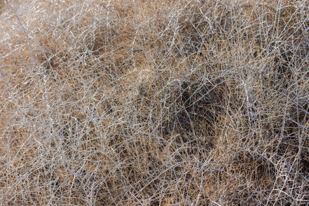 dry caragana spinosa low shrub at sunny autumn afternoonの写真素材