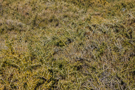caragana spinosa low shrub at sunny autumn afternoonの写真素材
