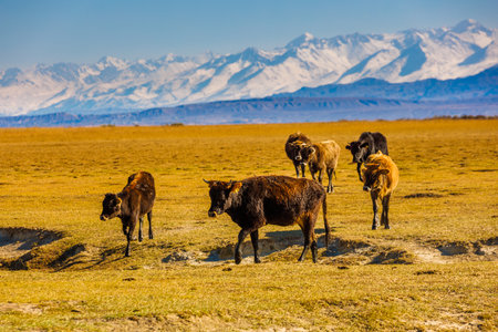 group of cows walking back home from free-range grazing on yellow dry grass field in front of mountains sunny autumn afternoonの写真素材