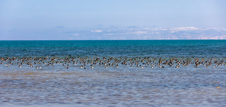 a flock of wild ducks swims on large surface of water at sunny afternoonの写真素材