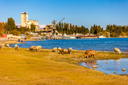 flock of sheep grazing on shore of lake in front of old shipyard at sunny autumn afternoon, telephoto view with selective focusの写真素材