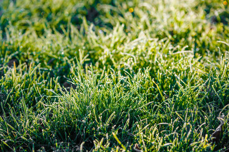 frosty green grass at morning closeup with selective focus and backlightの写真素材