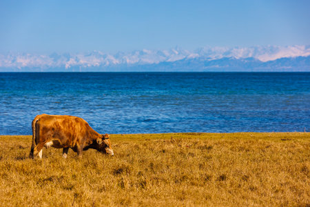 yellow milk cow grazing on shore of mountain lake at sunny autumn afternoonの写真素材