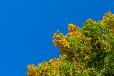 yellow autumn maple leaves on blue sky background at sunny day