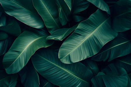 Abstract tropical banana leaves dark green full-frame backgroundの素材