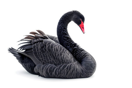 Black swan on white backgroundの素材