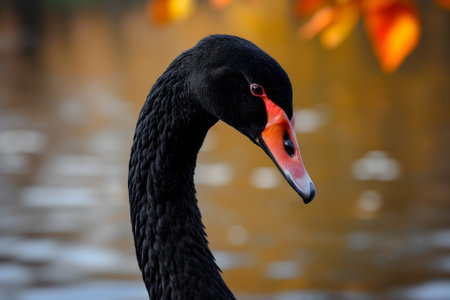 Black swan on water surface, close upの素材