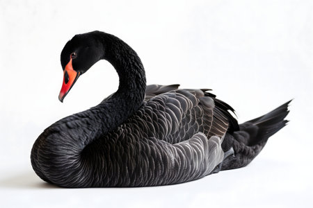 Black swan on white backgroundの素材