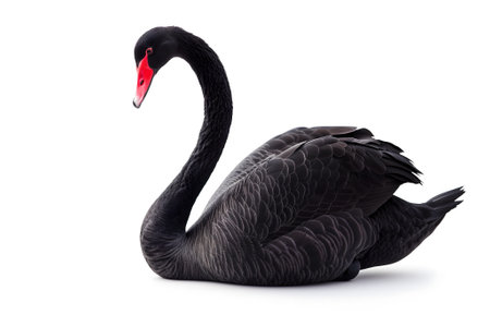 Black swan on white backgroundの素材