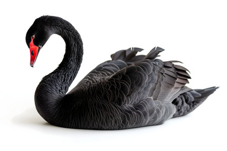 Black swan on white backgroundの素材