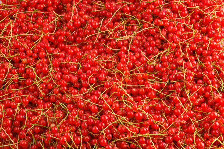 full-frame background and texture of red currants pile in high angle viewの写真素材