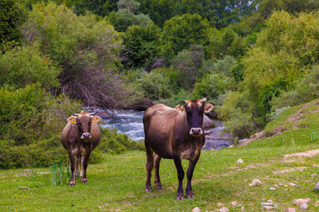 Two brown cows grazing on grassland near a flowing mountain riverの写真素材
