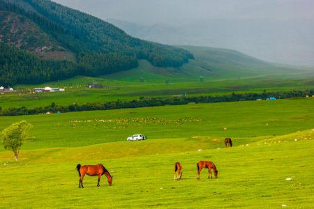 Horses grazing in a grassy field with mountains in the backgroundの写真素材