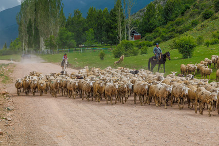 two shepherds - father and son lead a flock of sheep along a mountain road on a sunny summer dayのeditorial素材