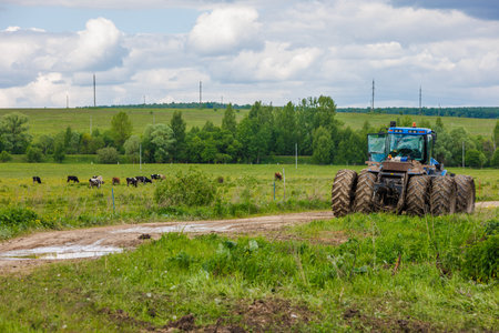 Blue tractor with double wheels standing near agricultural field at hot sunny day with cows grazing...