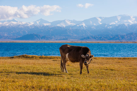 one milk cow grazing on shore of mountain lake at sunny autumn afternoonの写真素材
