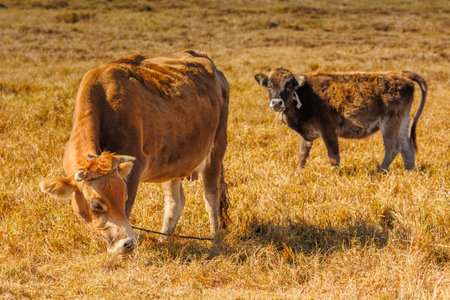 yellow milk cow with bull calf are grazing on dry yellow grass meadow at sunny autumn afternoonの写真素材