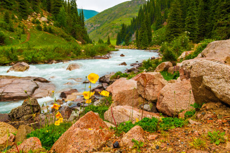 Yellow Iceland poppy flowers at the bank of mountain river landscape at rainy summer dayの写真素材