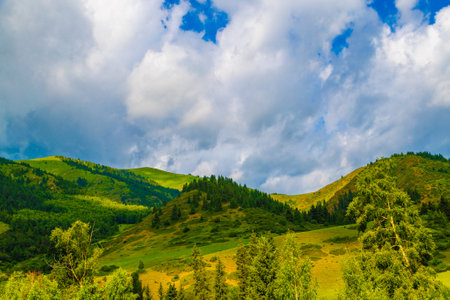 Green mountain hills with spruce forest and grassy slope on it against cloudy sky at summer day.の写真素材