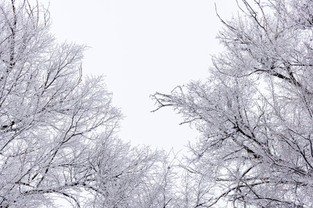 frozen tree branches covered with hoarfrost