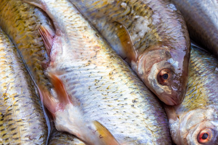 pile of gutted and scaled uncooked freshwater fish with heads