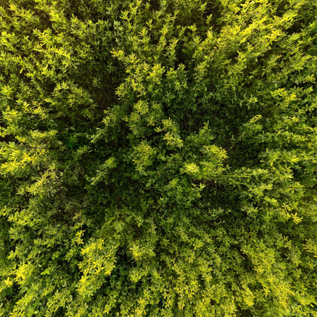 green alfalfa field nadir texture and full-frame background, directly above viewの写真素材