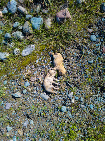 two dead yellowish-white puppies on the ground, high angle viewの写真素材