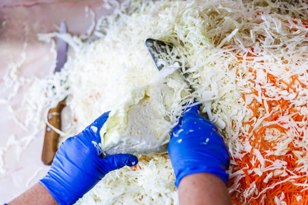 hands in blue gloves cutting cabbage with cabbage shredder knifeの写真素材