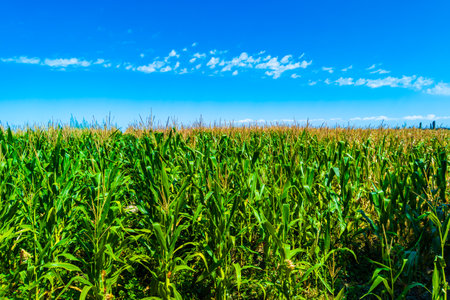 Cornfield Under a Vibrant Blue Sky Filled with Sunshine
