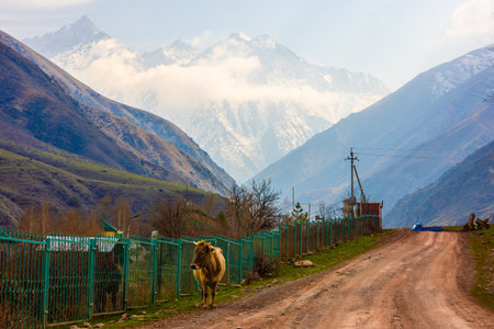 Free-range Cow on a rural road in a mountain valley.の写真素材