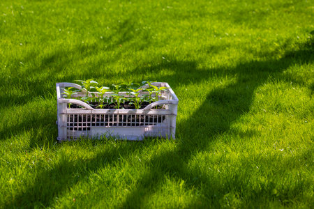 Multiple plants growing in plastic crate on garden lawnの写真素材