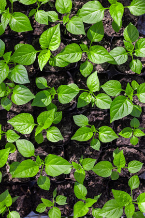 Numerous pepper seedlings - high angle viewの写真素材