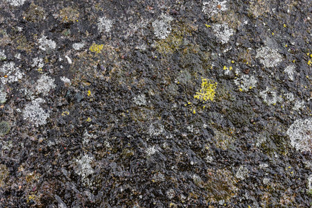 Texture and full-frame background of wet, moldy concrete driveway surface with visible mold and moisture.の写真素材