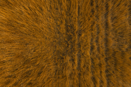 nadir texture and full-frame background of moved dry straw field, directly above view