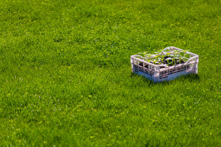 Many bell pepper seedlings are arranged in a plastic crate on green lawn. Serene outdoor setting during daytime exudes a sense of peace and calmness.の写真素材