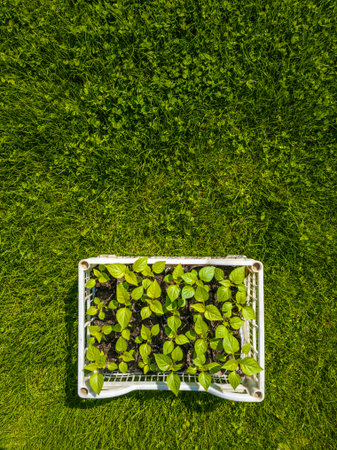 Multiple plant seedlings are arranged neatly in a plastic crate, sitting on a grassy area. The serene and peaceful garden setting under bright sunlight enhances the vibrant colors of the seedlings.の写真素材