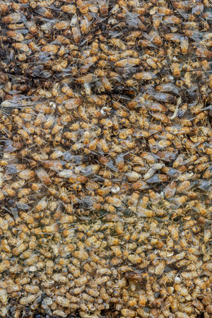 Close-up view of numerous sun-bleached flies trapped and cluttered between window glasses