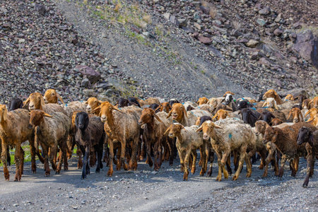 Numerous sheep walking in peaceful mountainous regionの写真素材