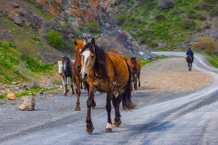 Four horses walking on mountain road during serene daytimeの写真素材